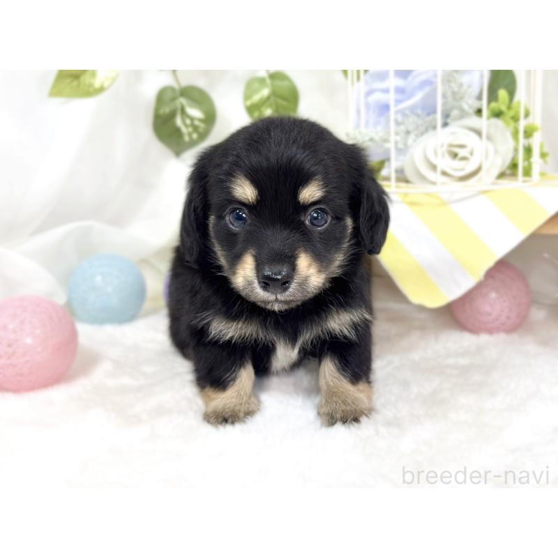 販売中の滋賀県のチワックス:チワワ×ミニチュアダックスフンド-427801の4枚目