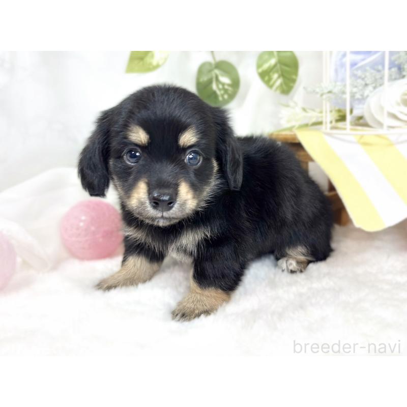 販売中の滋賀県のチワックス:チワワ×ミニチュアダックスフンド-427801の3枚目