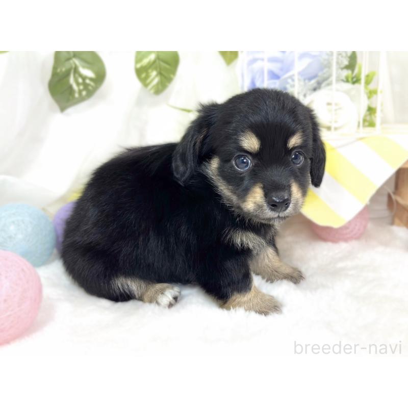 販売中の滋賀県のチワックス:チワワ×ミニチュアダックスフンド-427801の2枚目