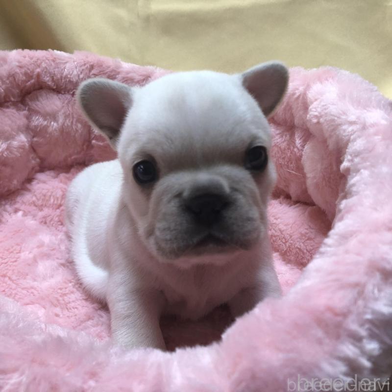 販売中の愛知県のフレンチブルドッグ-427802の3枚目
