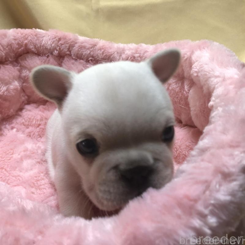 販売中の愛知県のフレンチブルドッグ-427802の2枚目
