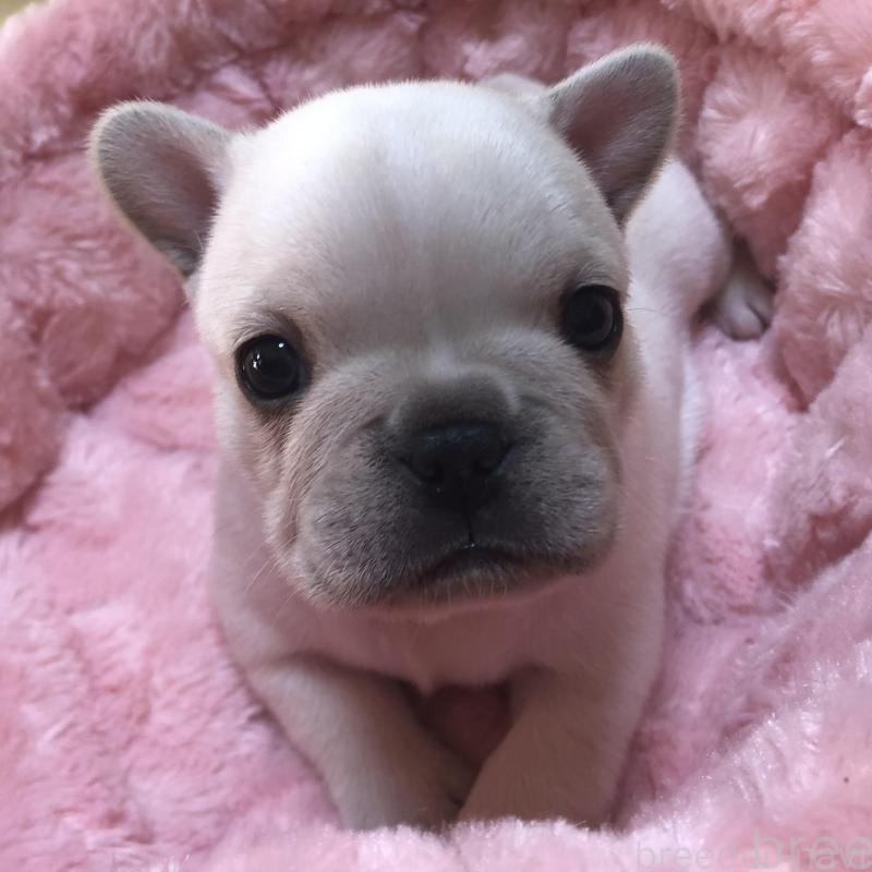 販売中の愛知県のフレンチブルドッグ-427802の1枚目