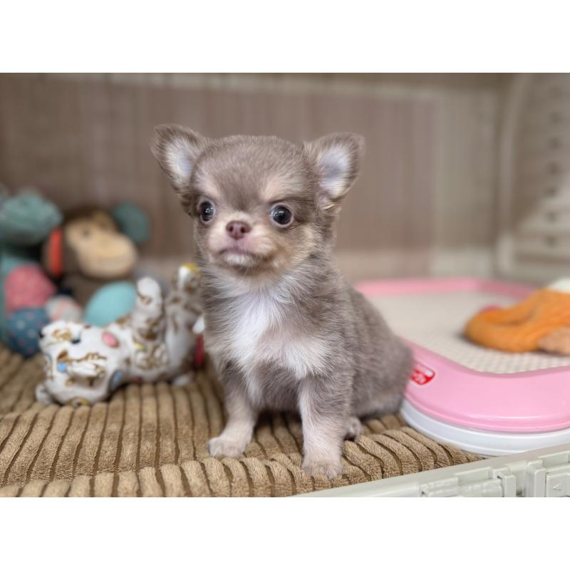 販売中の秋田県のチワワ(ロングコート)-427806の8枚目