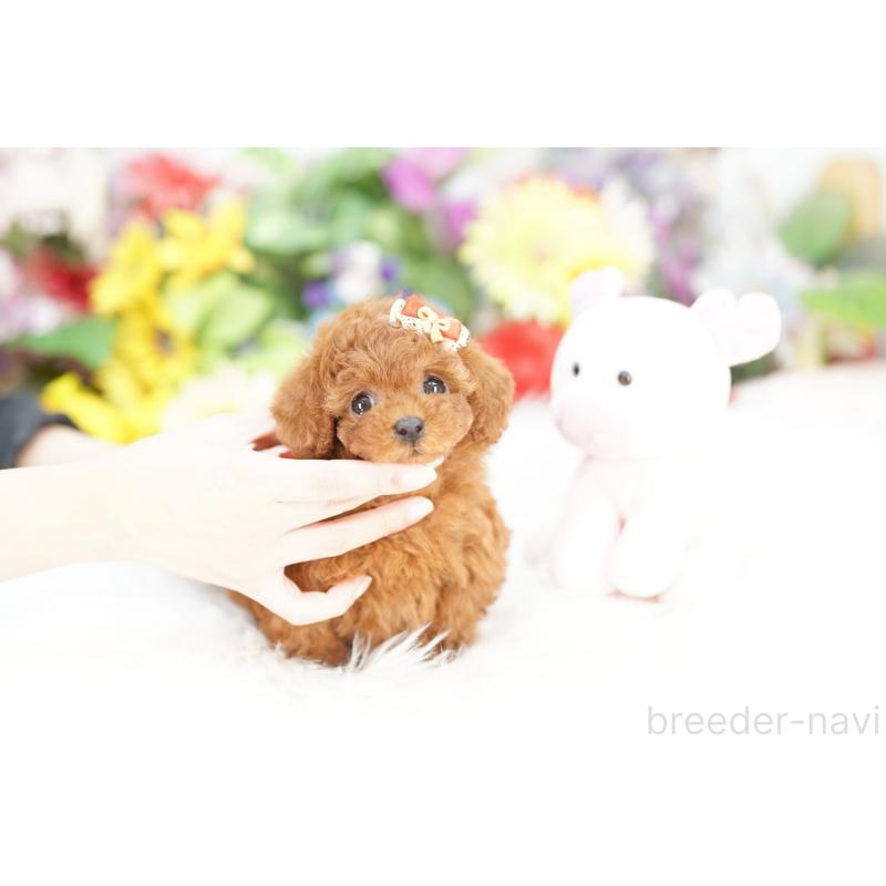 販売中の埼玉県のトイプードル-427804の4枚目