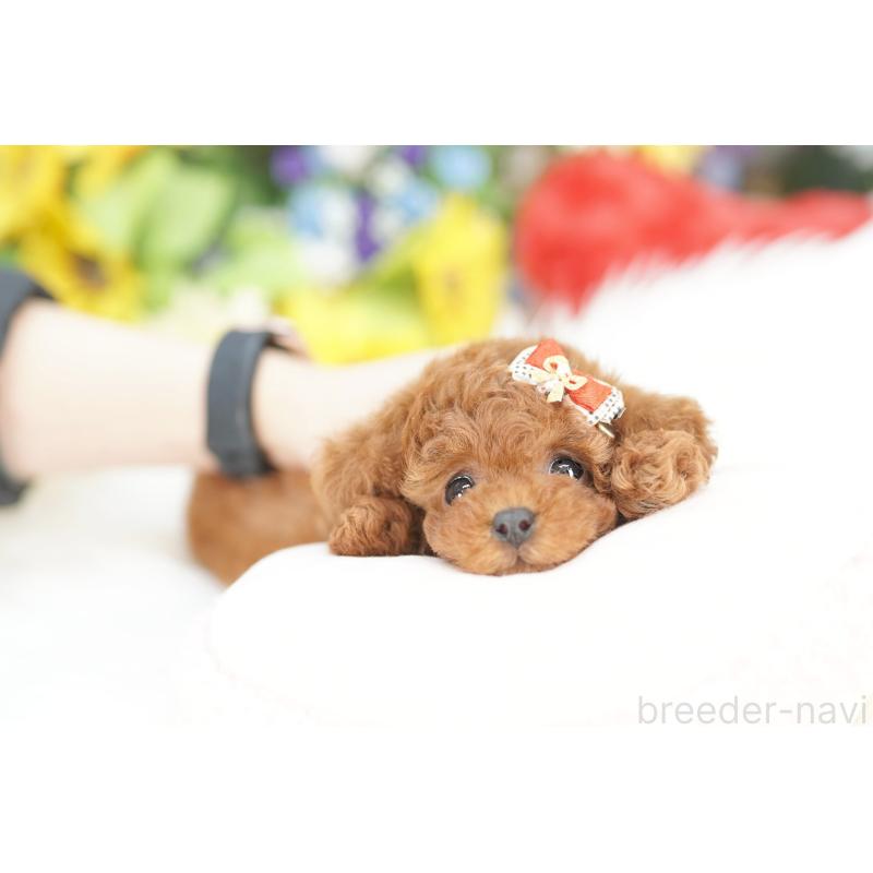 販売中の埼玉県のトイプードル-427804の3枚目