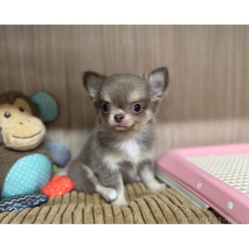 販売中の秋田県のチワワ(ロングコート)-427806の7枚目