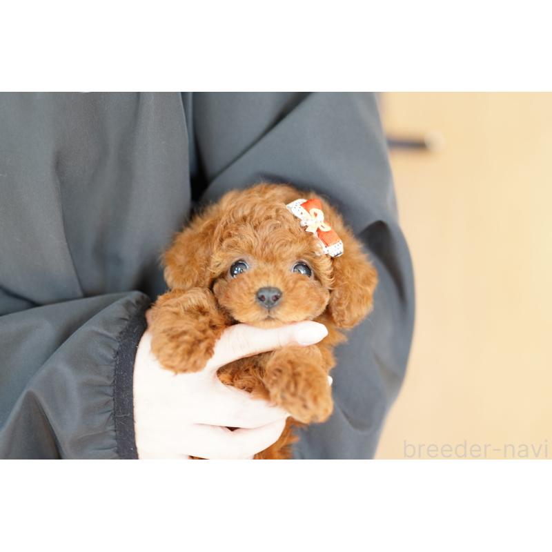 販売中の埼玉県のトイプードル-427804の2枚目