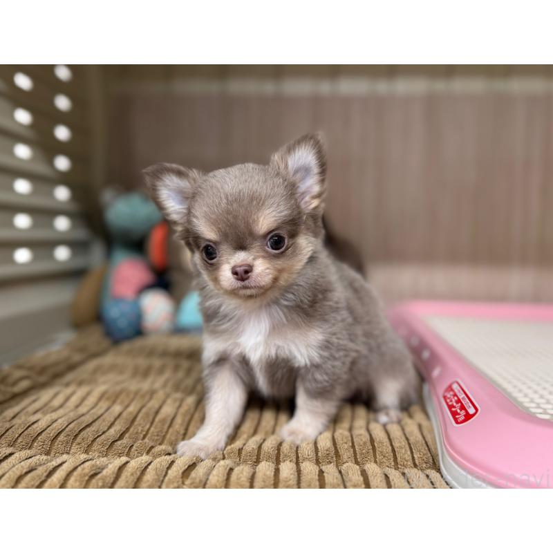 販売中の秋田県のチワワ(ロングコート)-427806の6枚目