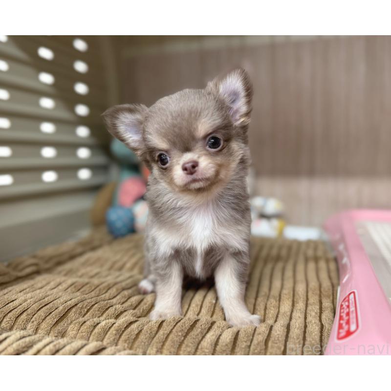 販売中の秋田県のチワワ(ロングコート)-427806の5枚目