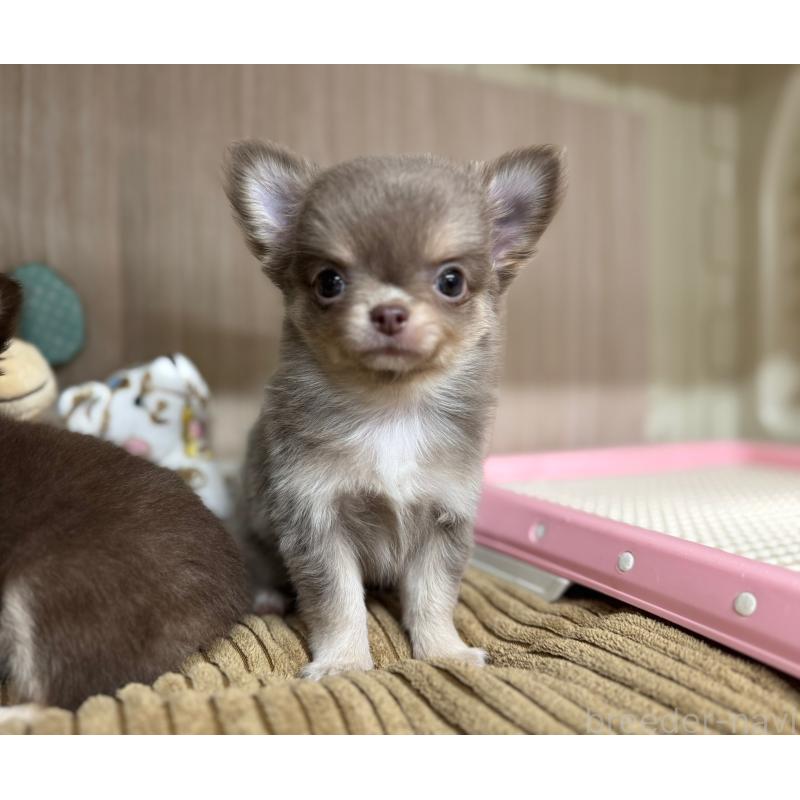 販売中の秋田県のチワワ(ロングコート)-427806の4枚目