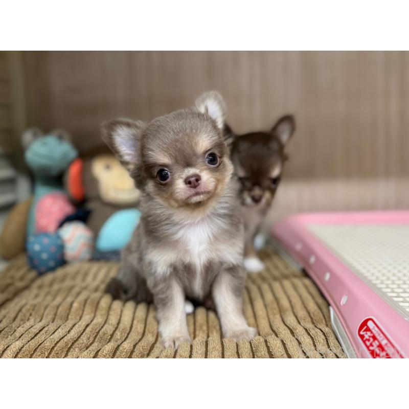 販売中の秋田県のチワワ(ロングコート)-427806の3枚目