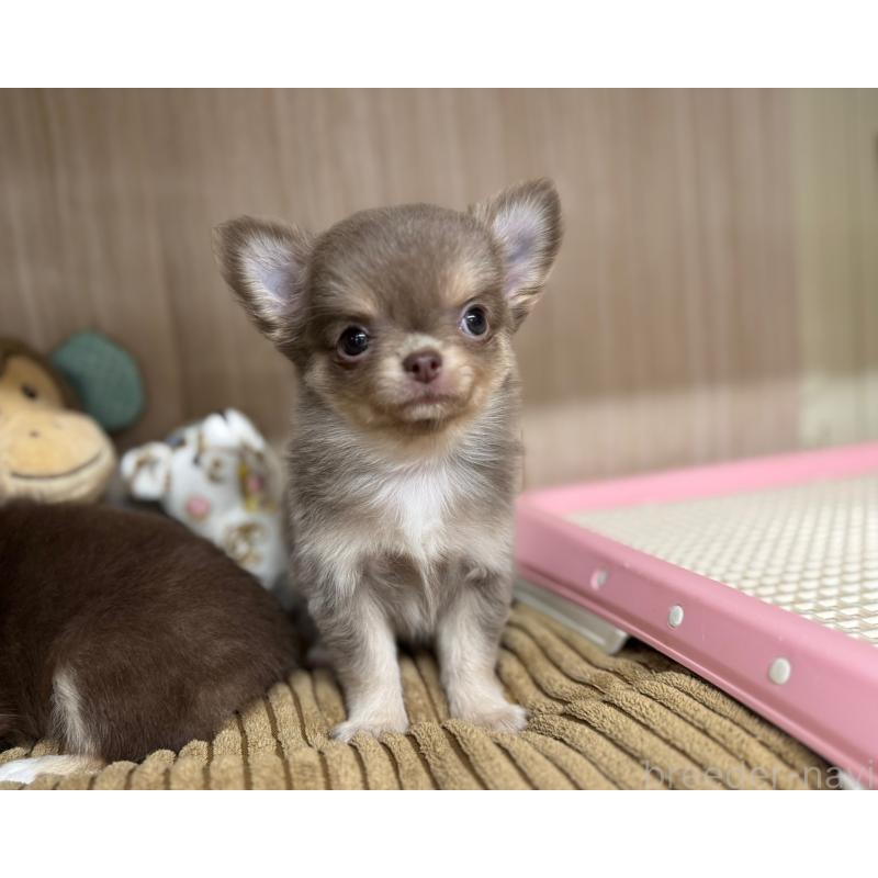 販売中の秋田県のチワワ(ロングコート)-427806の2枚目