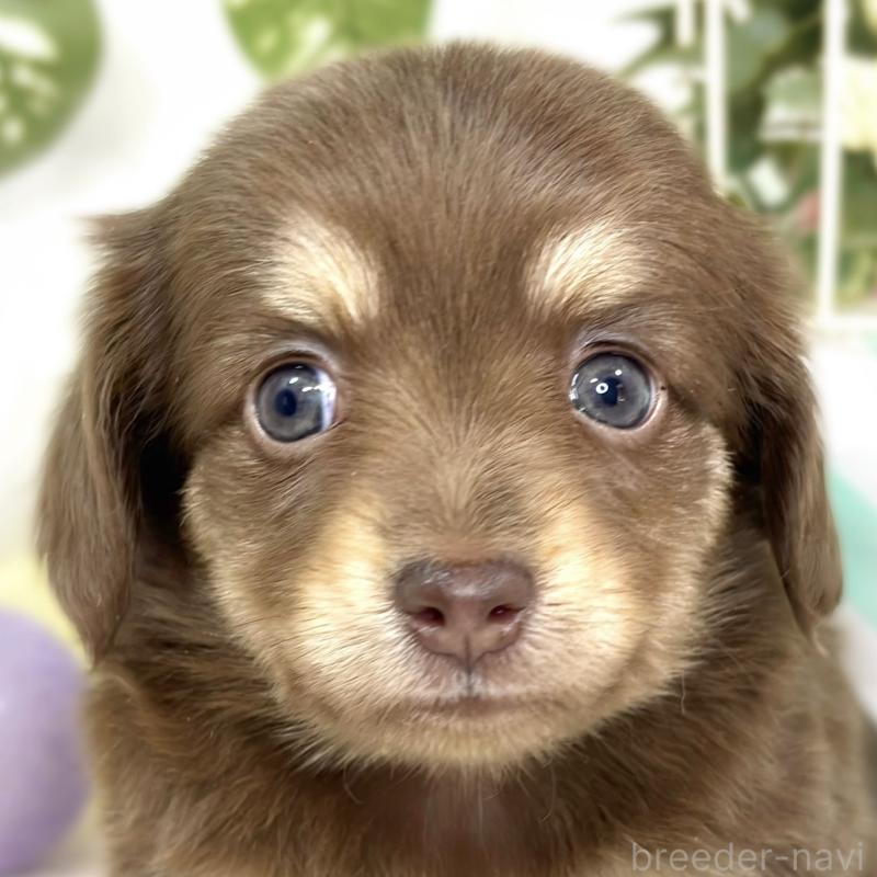 販売中の滋賀県のチワックス:チワワ×ミニチュアダックスフンド-427807