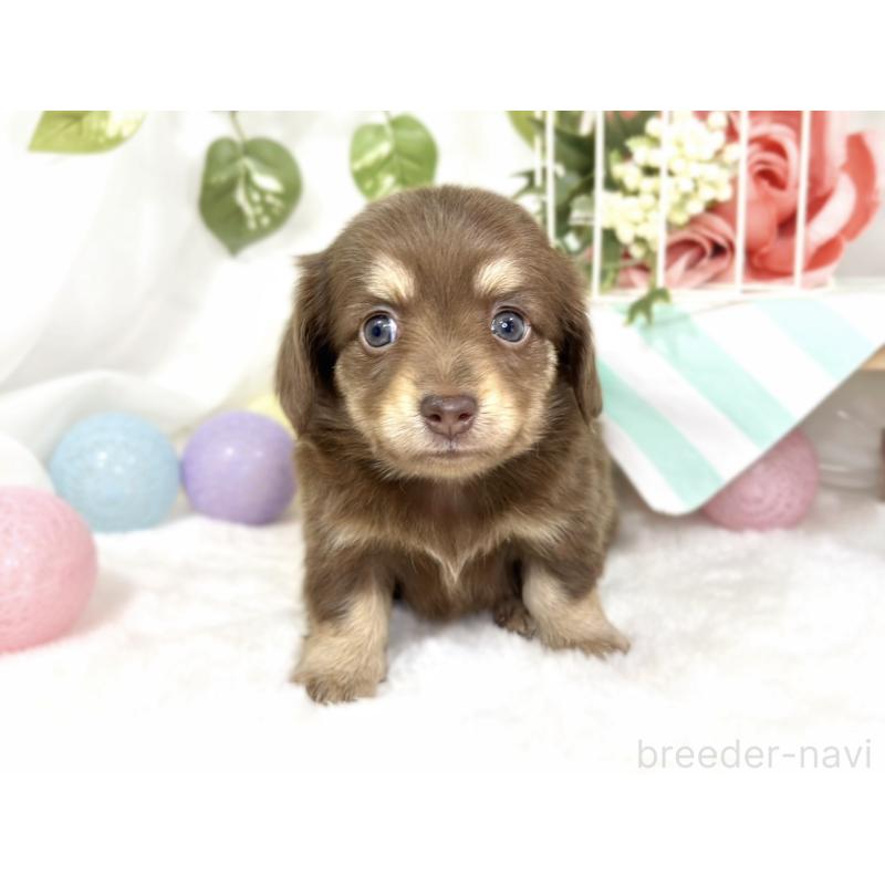 販売中の滋賀県のチワックス:チワワ×ミニチュアダックスフンド-427807の3枚目