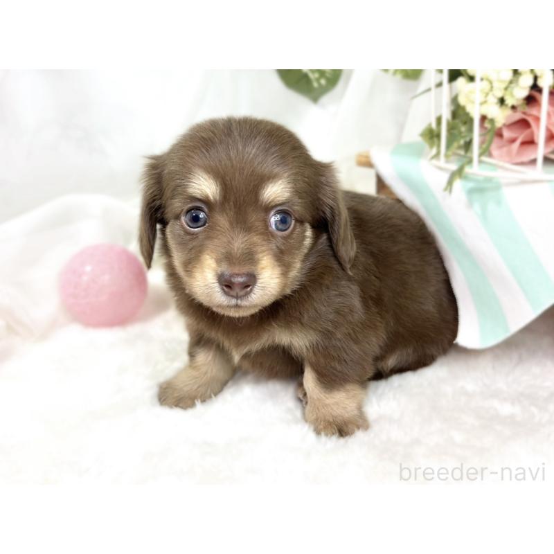 販売中の滋賀県のチワックス:チワワ×ミニチュアダックスフンド-427807の4枚目