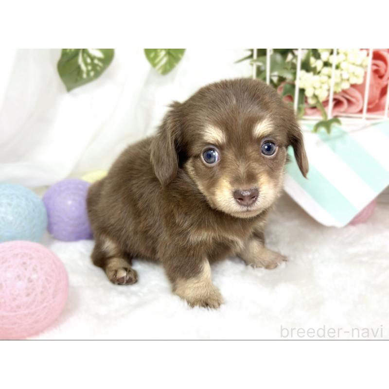 販売中の滋賀県のチワックス:チワワ×ミニチュアダックスフンド-427807の2枚目