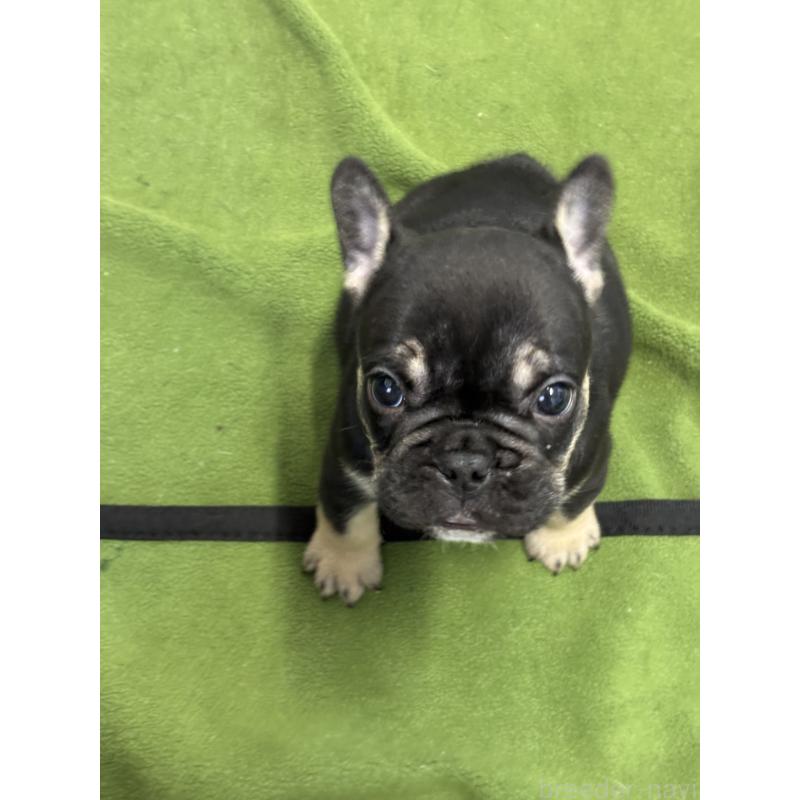 販売中の千葉県のフレンチブルドッグ-427809の4枚目