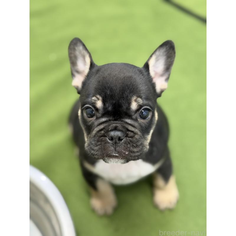 販売中の千葉県のフレンチブルドッグ-427809の3枚目