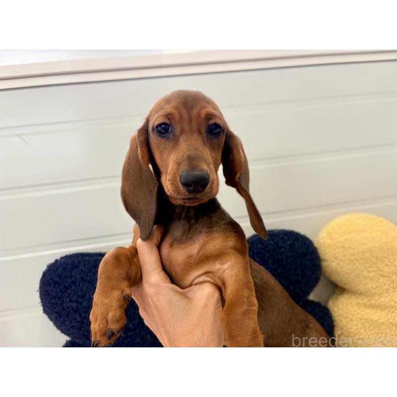 販売中の千葉県のスタンダードダックスフンド-414656の2枚目