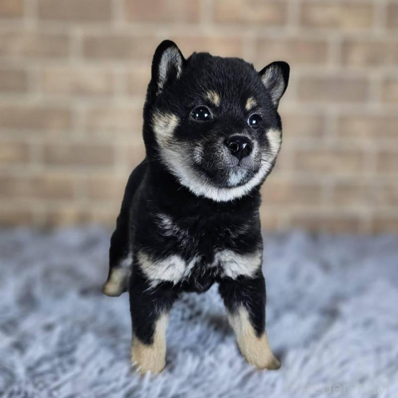 販売中の和歌山県の豆柴-427808の6枚目