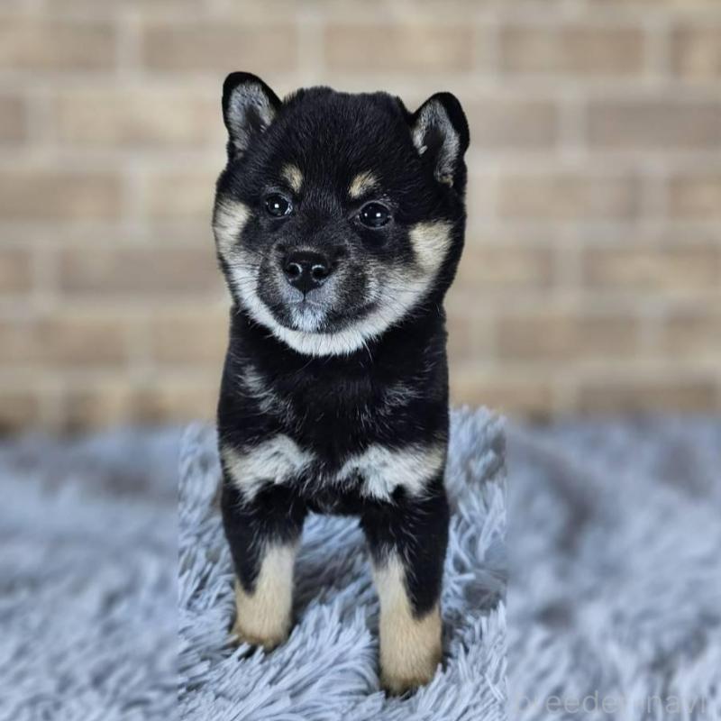 販売中の和歌山県の豆柴-427808の5枚目