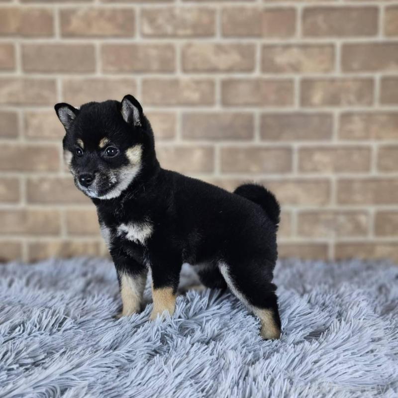 販売中の和歌山県の豆柴-427808の4枚目