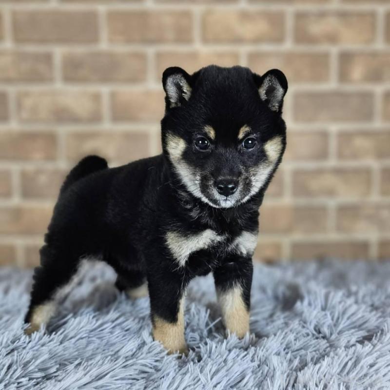 販売中の和歌山県の豆柴-427808の3枚目