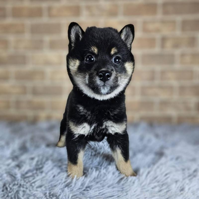 販売中の和歌山県の豆柴-427808の2枚目