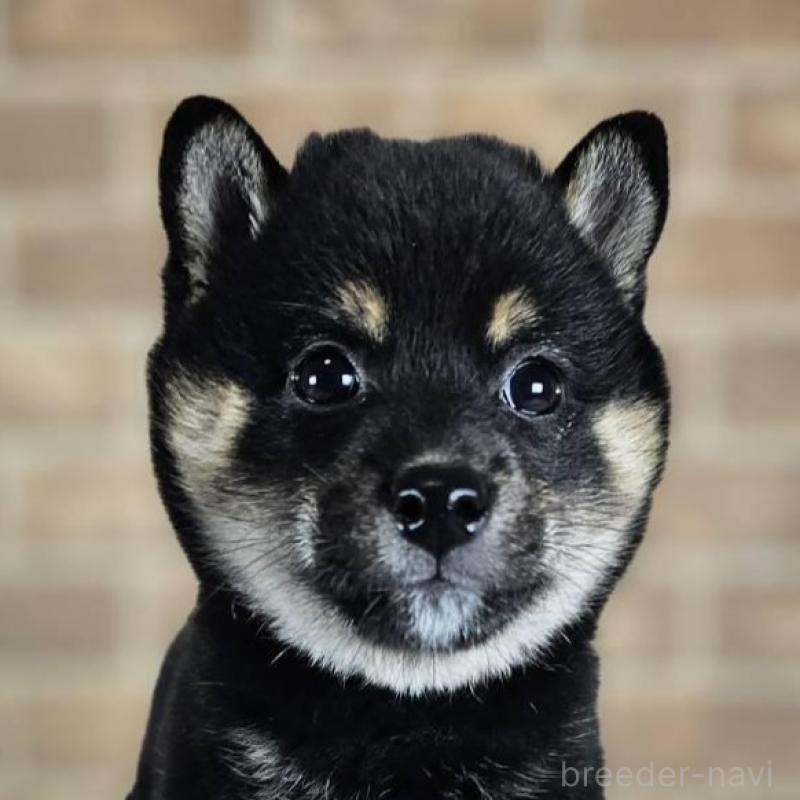 販売中の和歌山県の豆柴-427808の1枚目