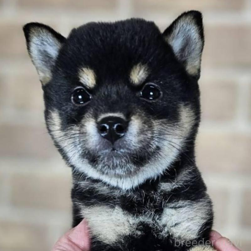 販売中の和歌山県の豆柴-427810の1枚目