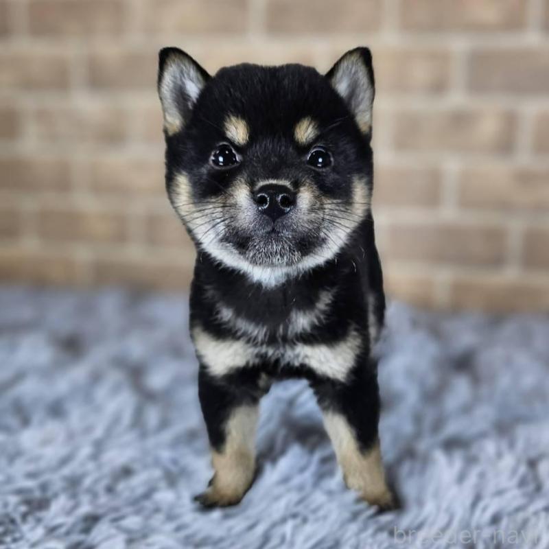 販売中の和歌山県の豆柴-427810の6枚目