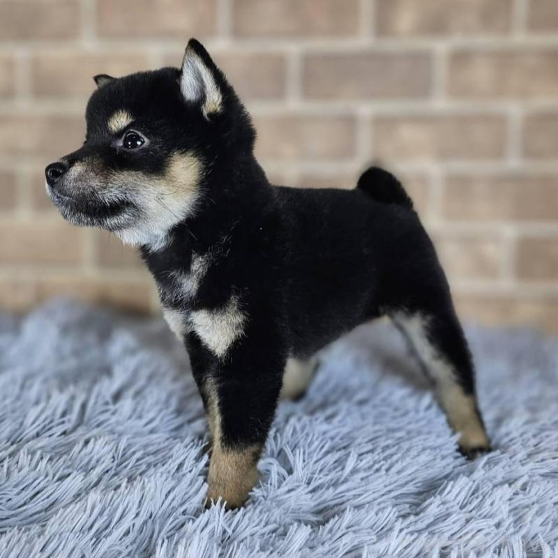 販売中の和歌山県の豆柴-427810の5枚目