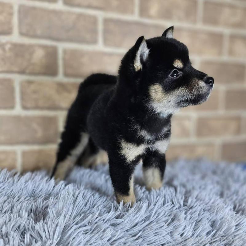 販売中の和歌山県の豆柴-427810の4枚目