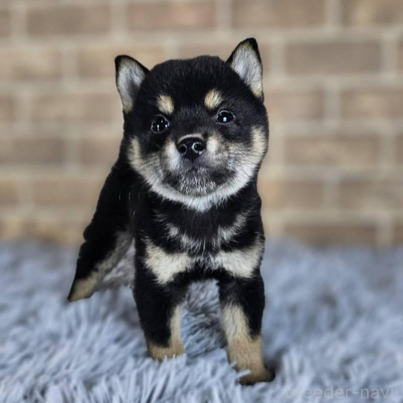 販売中の和歌山県の豆柴-427810の3枚目