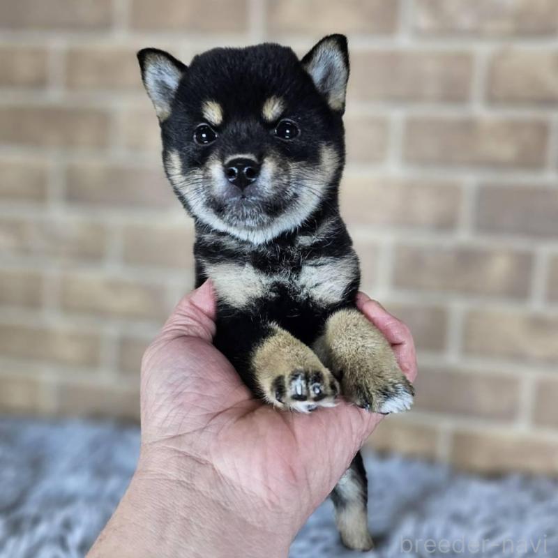 販売中の和歌山県の豆柴-427810の2枚目