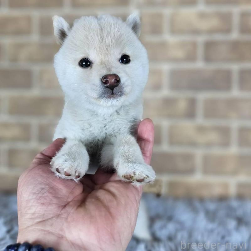 販売中の和歌山県の豆柴-427811の6枚目