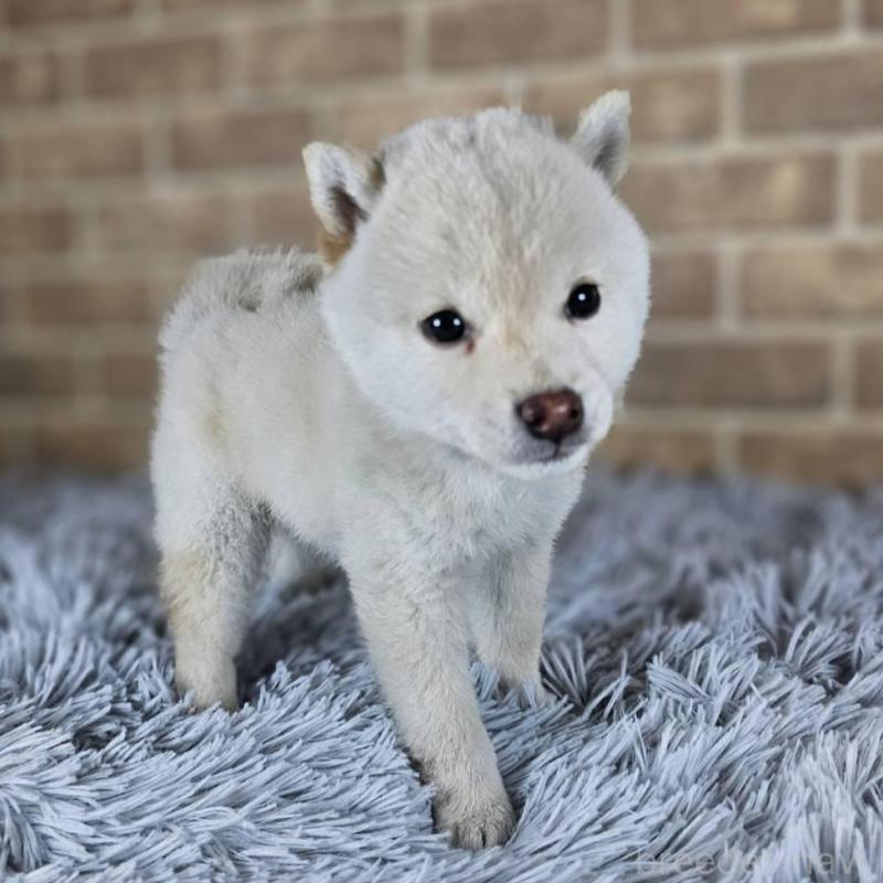 販売中の和歌山県の豆柴-427811の5枚目