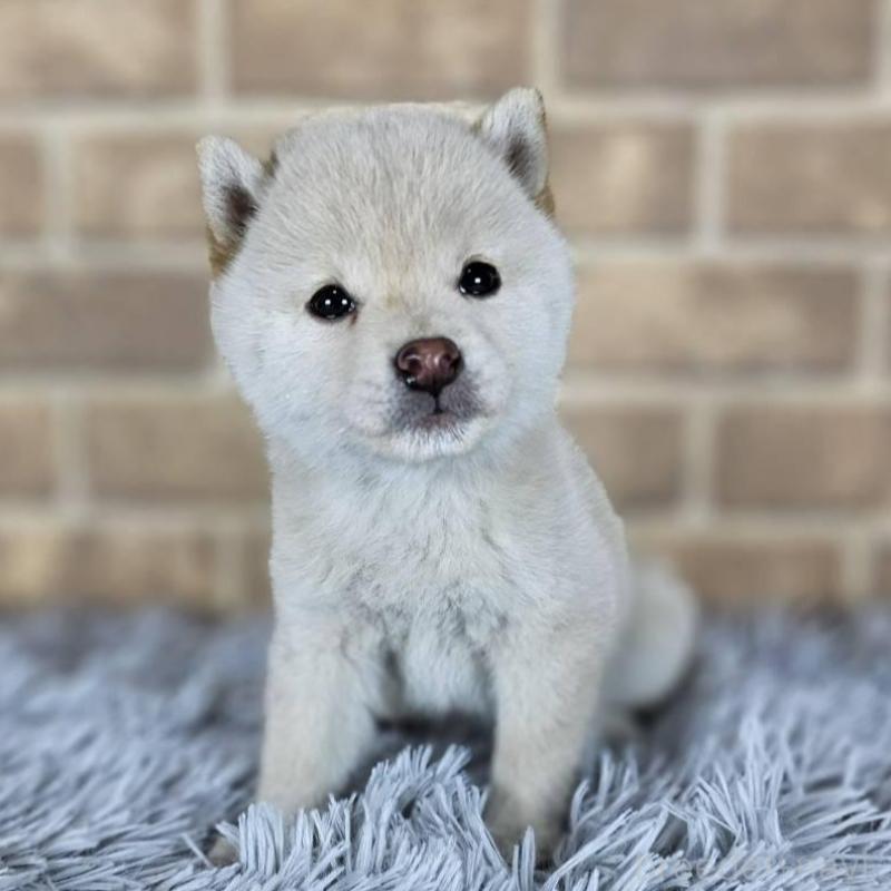 販売中の和歌山県の豆柴-427811の4枚目