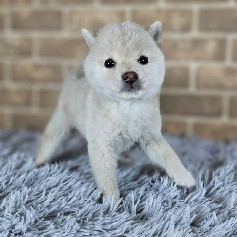 販売中の和歌山県の豆柴-427811の3枚目