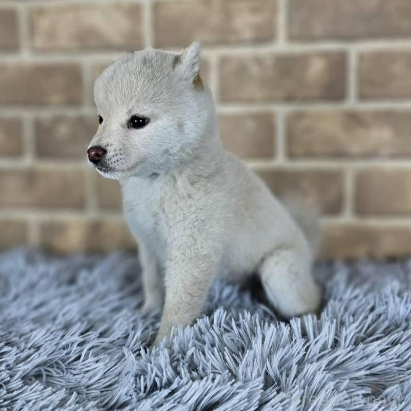 販売中の和歌山県の豆柴-427811の2枚目