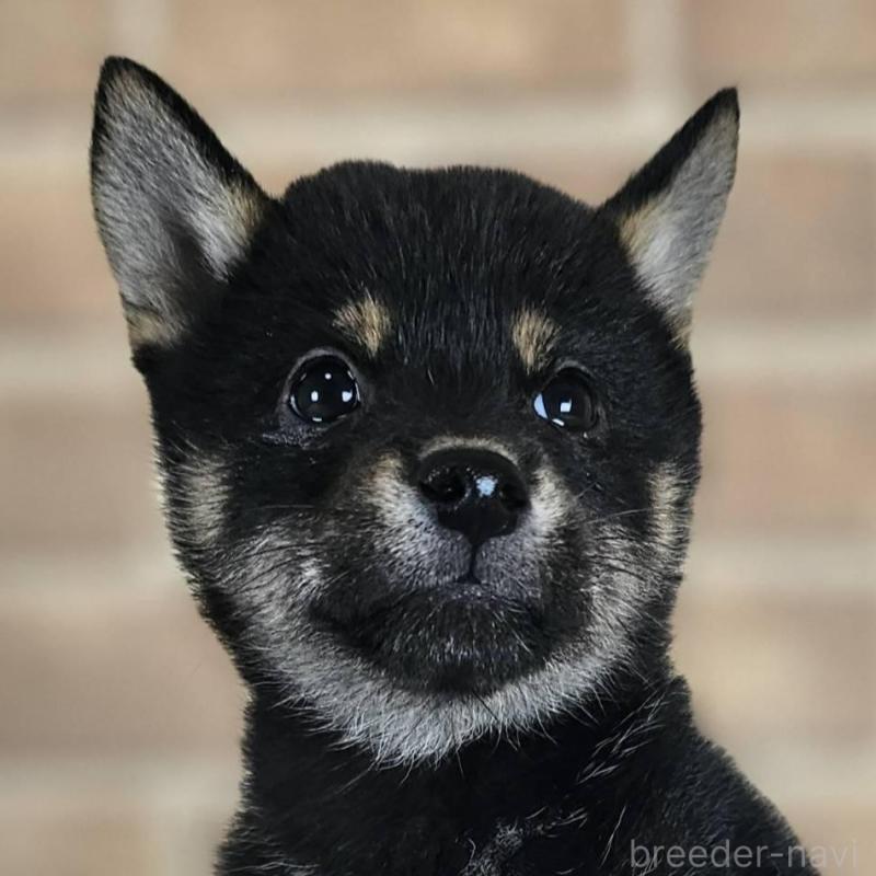 販売中の和歌山県の豆柴-427812