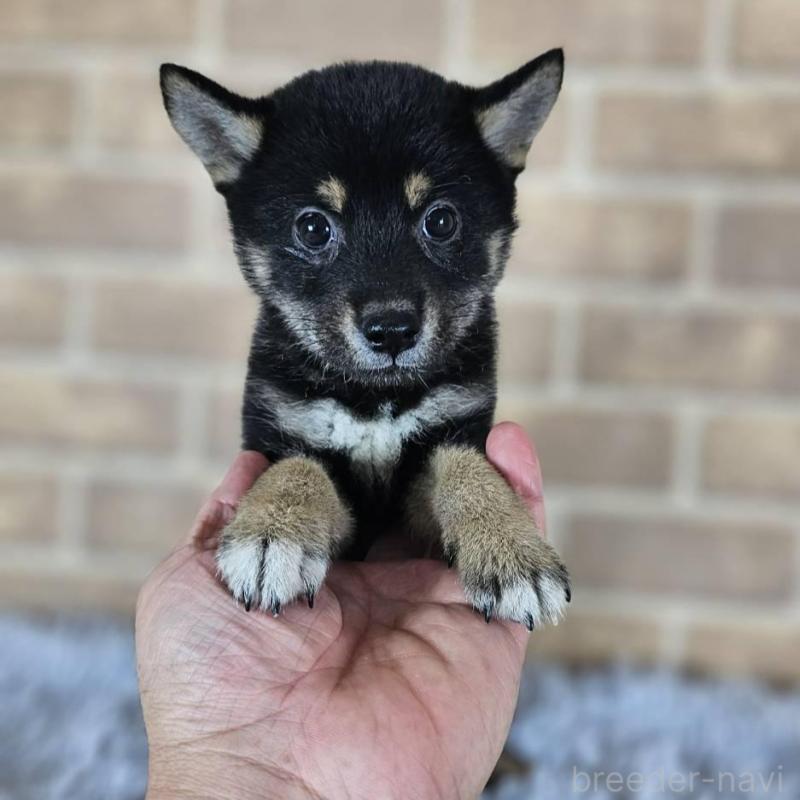 販売中の和歌山県の豆柴-427812の6枚目