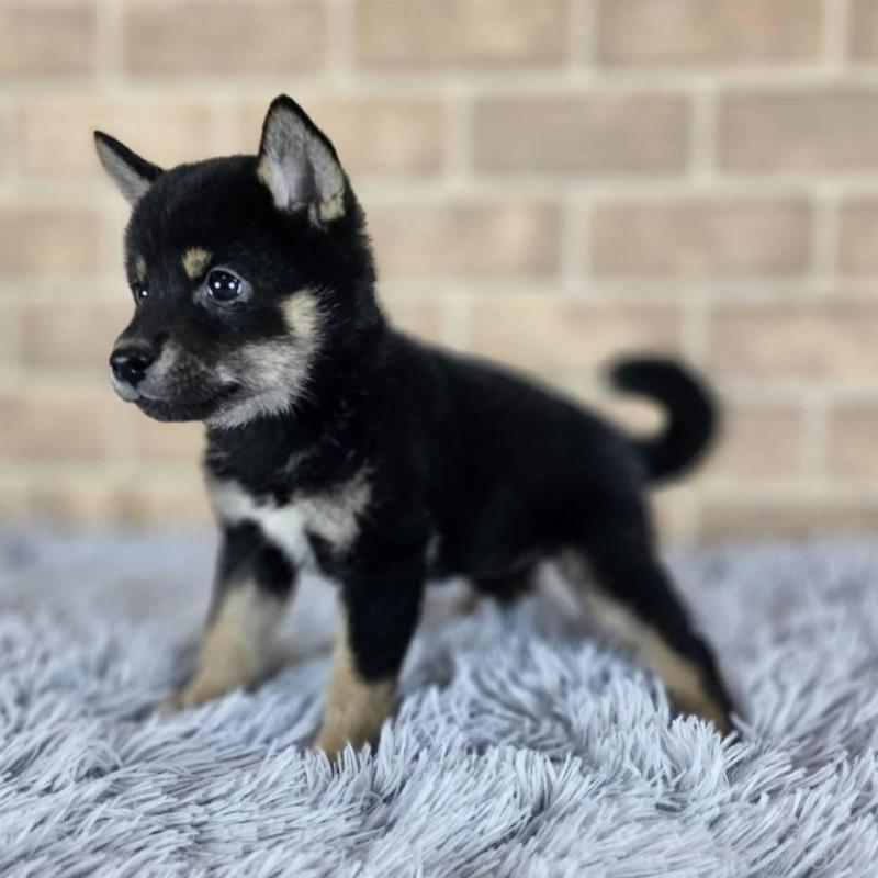 販売中の和歌山県の豆柴-427812の5枚目