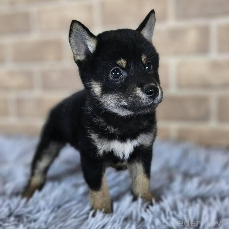 販売中の和歌山県の豆柴-427812の4枚目