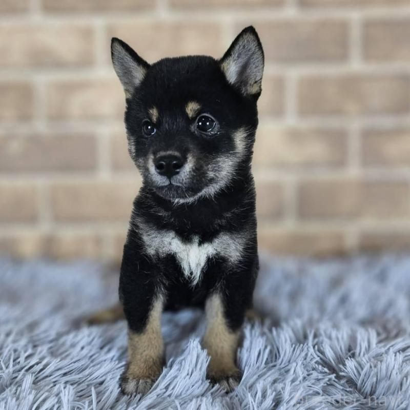 販売中の和歌山県の豆柴-427812の3枚目