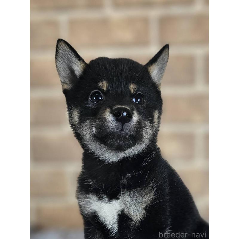 販売中の和歌山県の豆柴-427812の2枚目