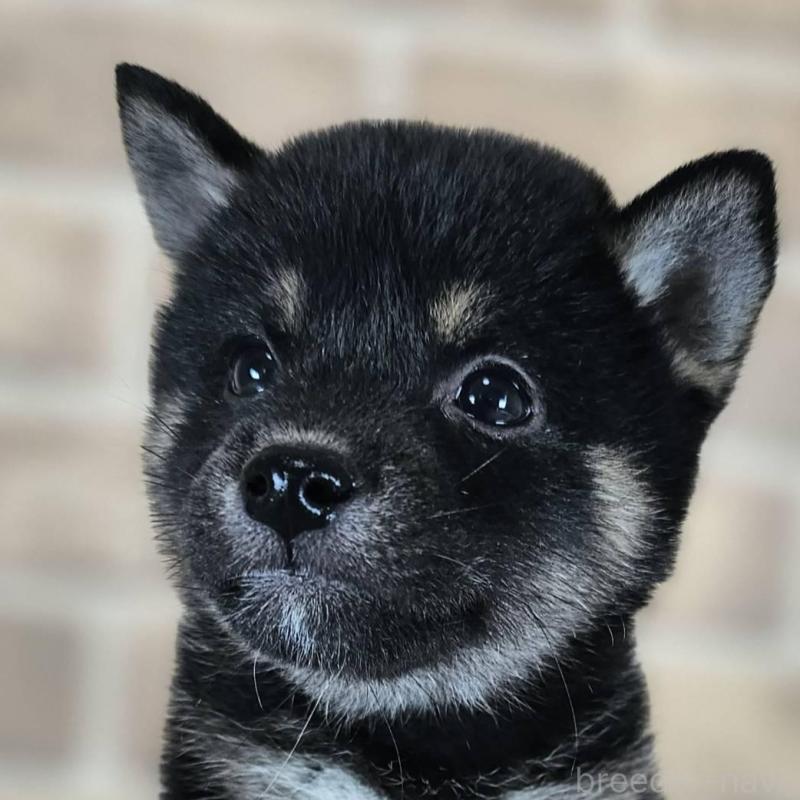 販売中の和歌山県の豆柴-427813の1枚目