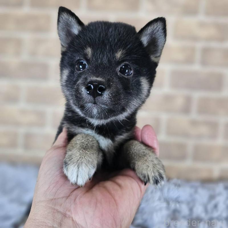 販売中の和歌山県の豆柴-427813の6枚目