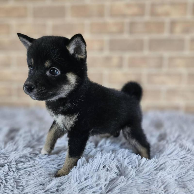 販売中の和歌山県の豆柴-427813の5枚目