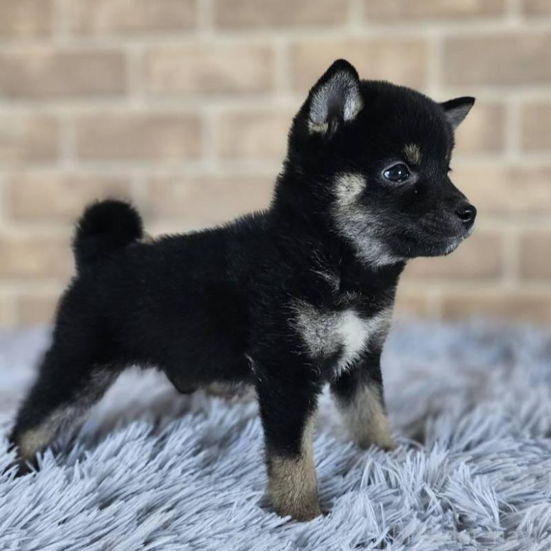 販売中の和歌山県の豆柴-427813の4枚目